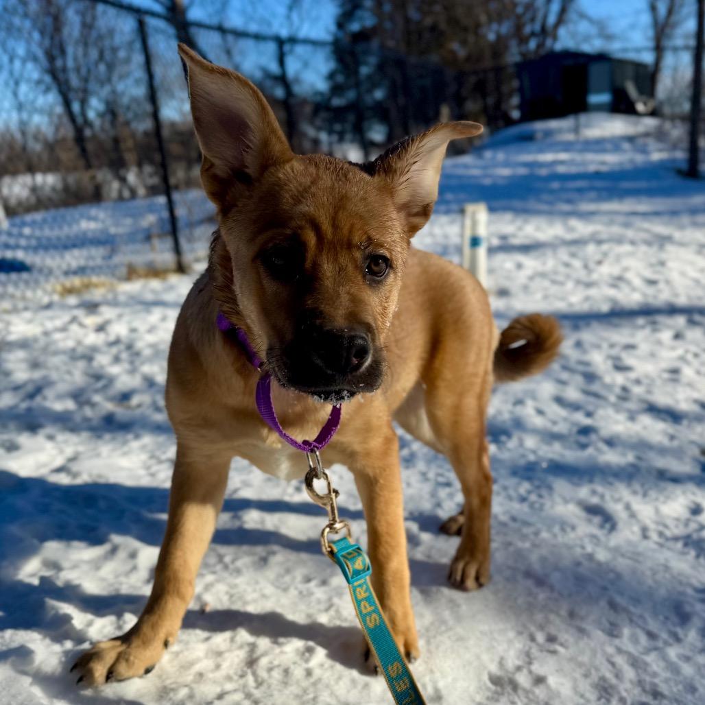 Enlarge Clarice, a Adoptable mixed breed in Crystal, MN image 3/3