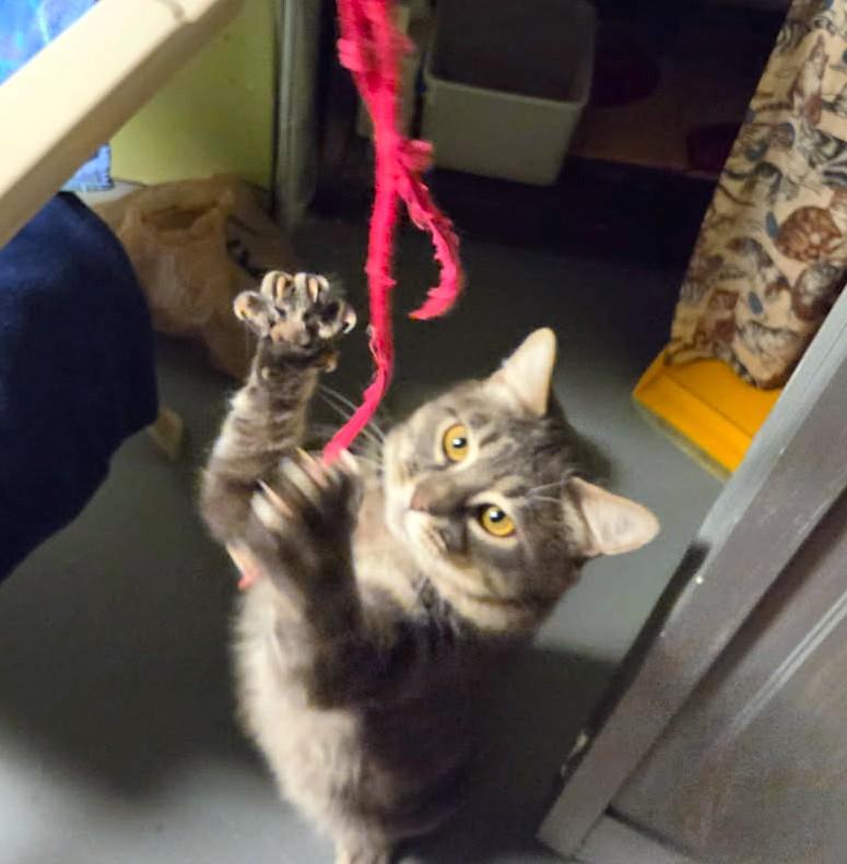 Enlarge Dale, a ADOPTABLE Tabby in New Albany, OH image 3/3