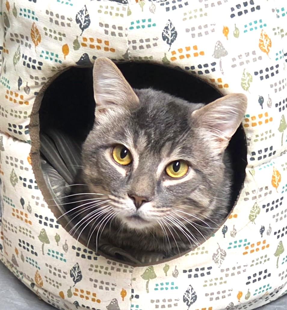 Dale, ADOPTABLE, Young Male Tabby.