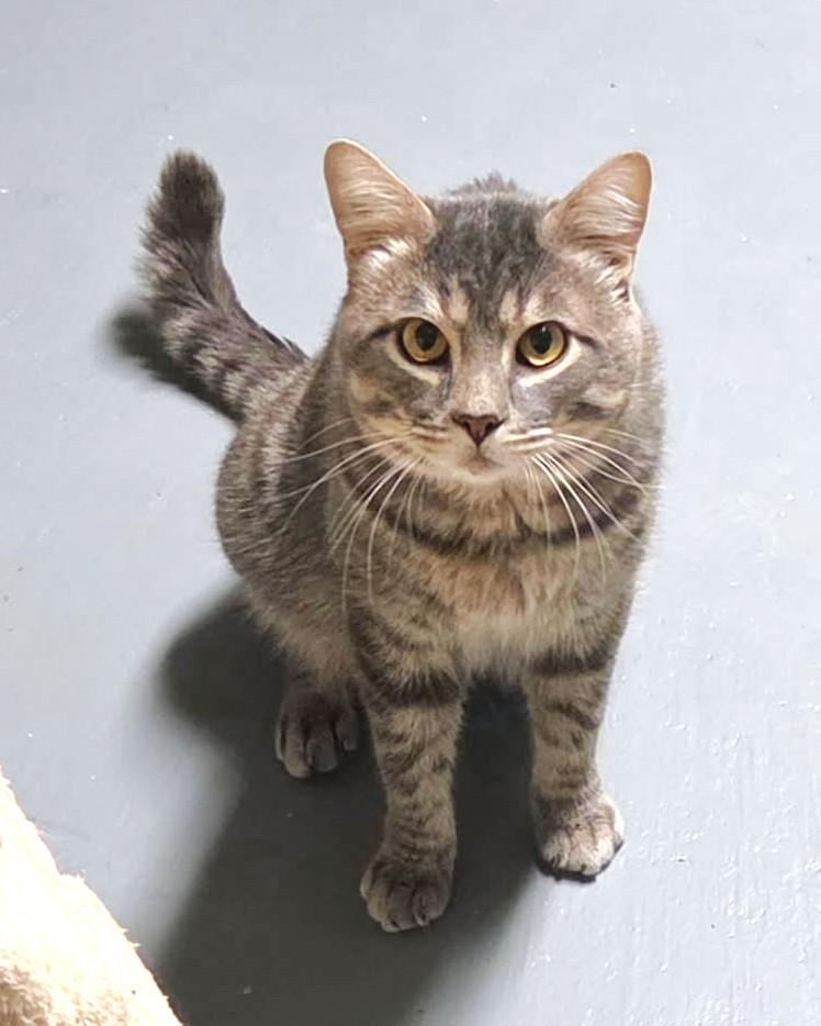 Enlarge Dale, a ADOPTABLE Tabby in New Albany, OH image 2/3