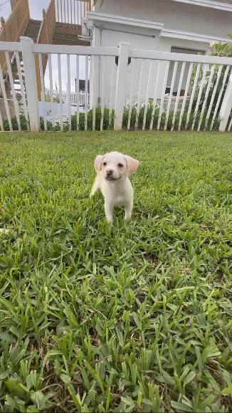 Enlarge Blanca, a Adopted mixed breed in New Port Richey, FL image 1/2