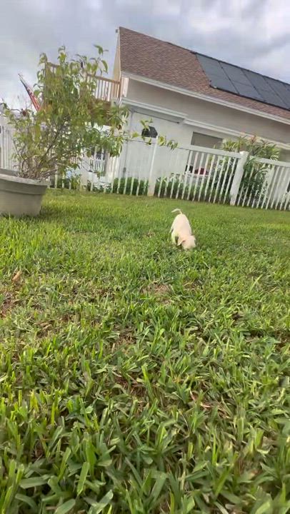 Enlarge Blanca, a Adopted mixed breed in New Port Richey, FL video 2/2