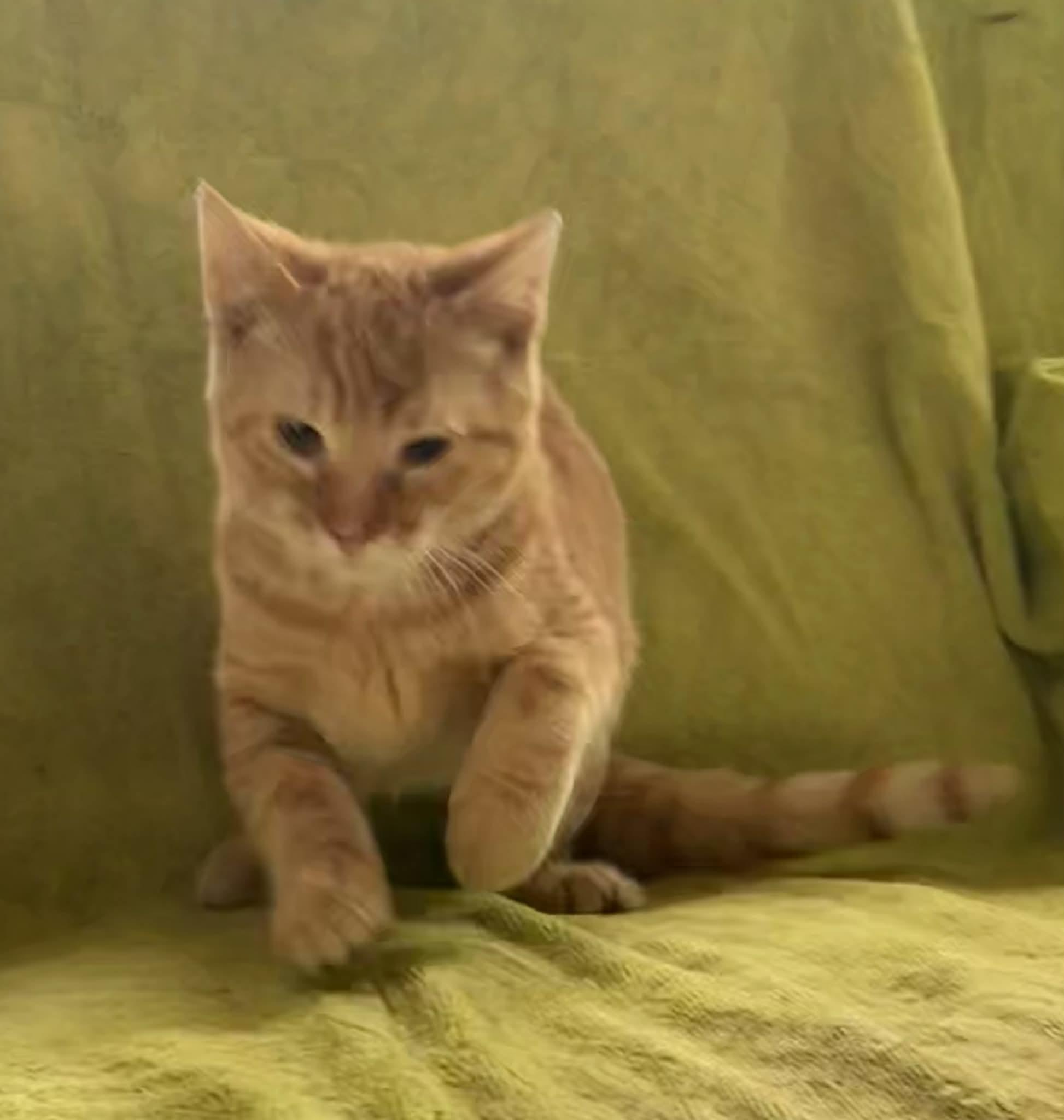 Isaac, Adoptable, Kitten Male Domestic Short Hair.