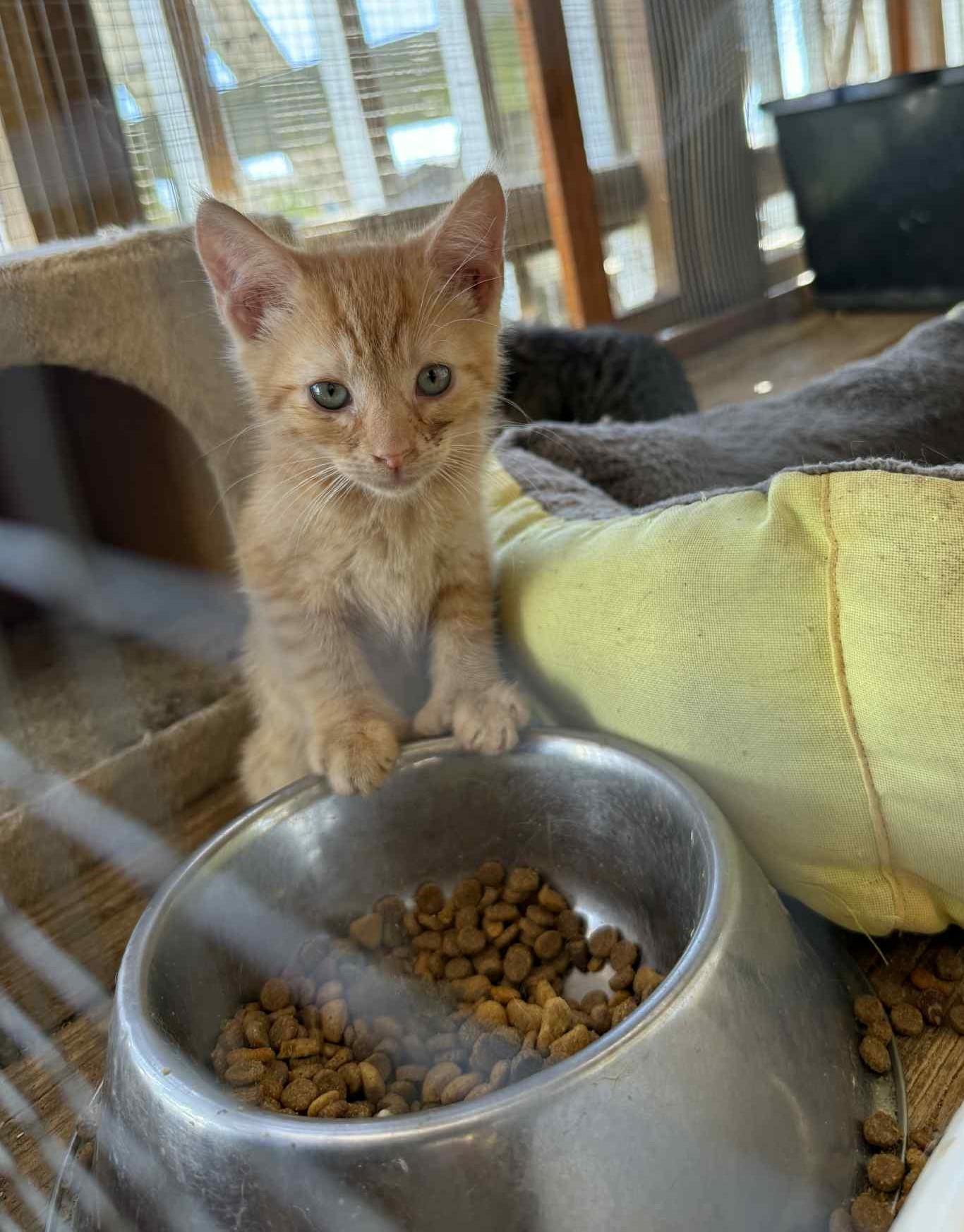 Enlarge Isaac, a Adoptable Domestic Short Hair in Rome, PA image 2/2