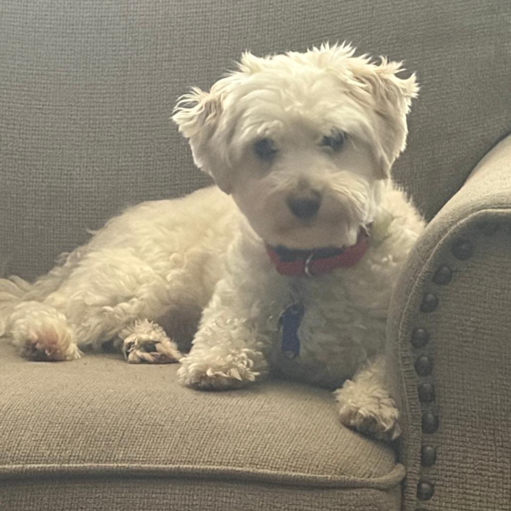 Benji photo