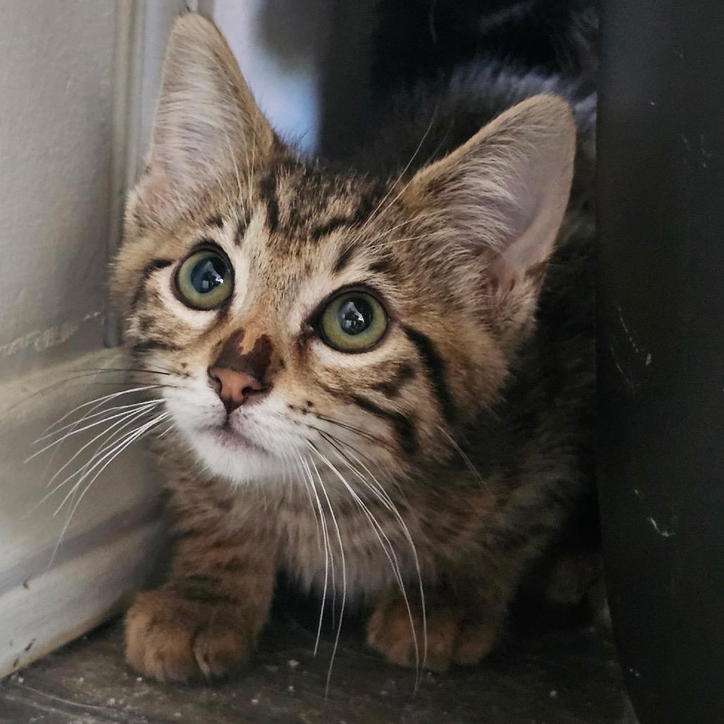 Castor, Adoptable, Kitten Male Domestic Short Hair.