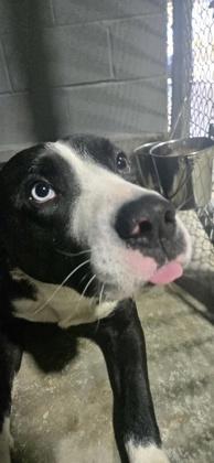 Enlarge Thore, a Adoptable mixed breed in Guntersville, AL image 1/1