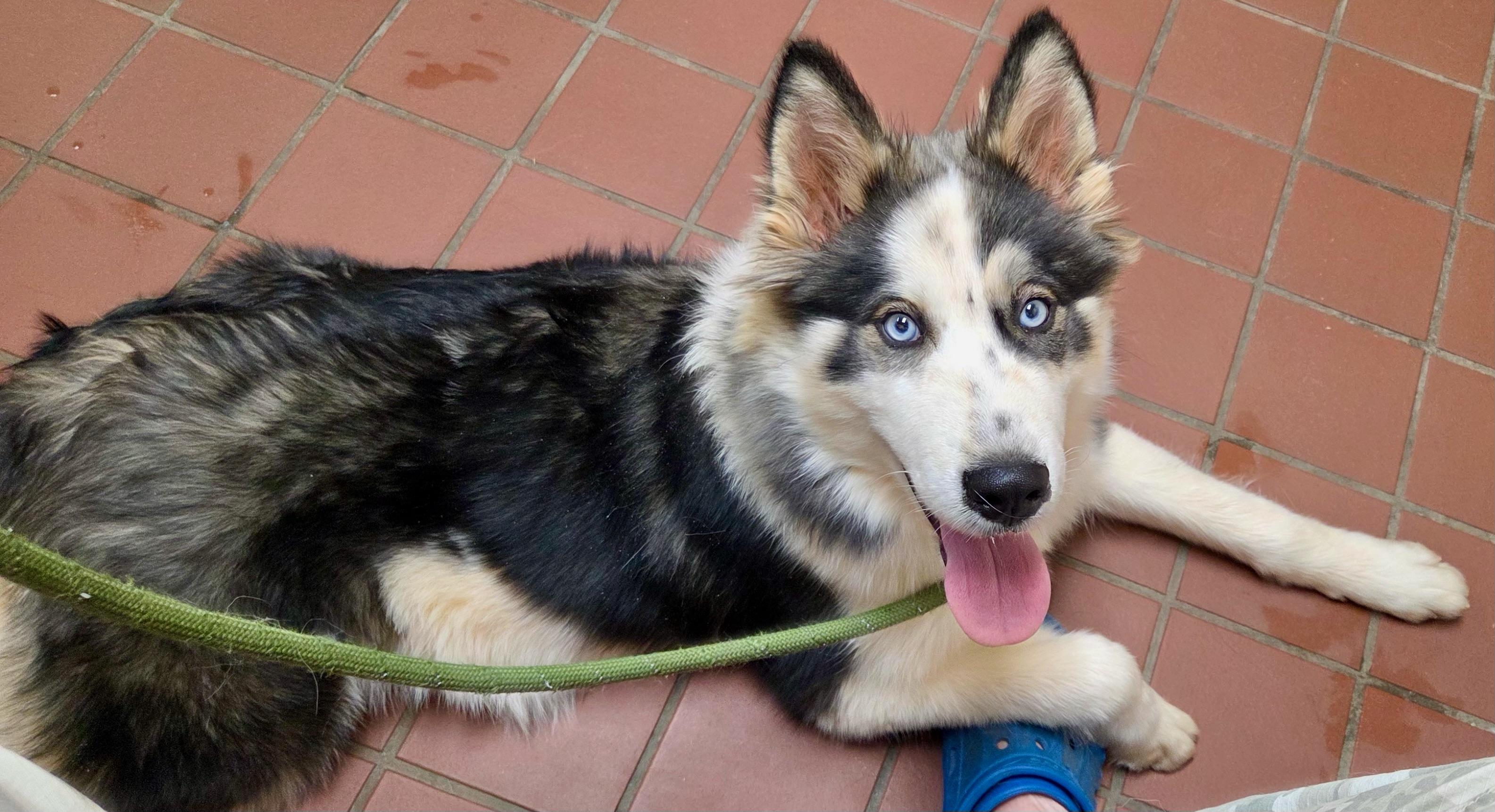 Bear, a ADOPTABLE Siberian Husky in Jasper, GA image 5/6