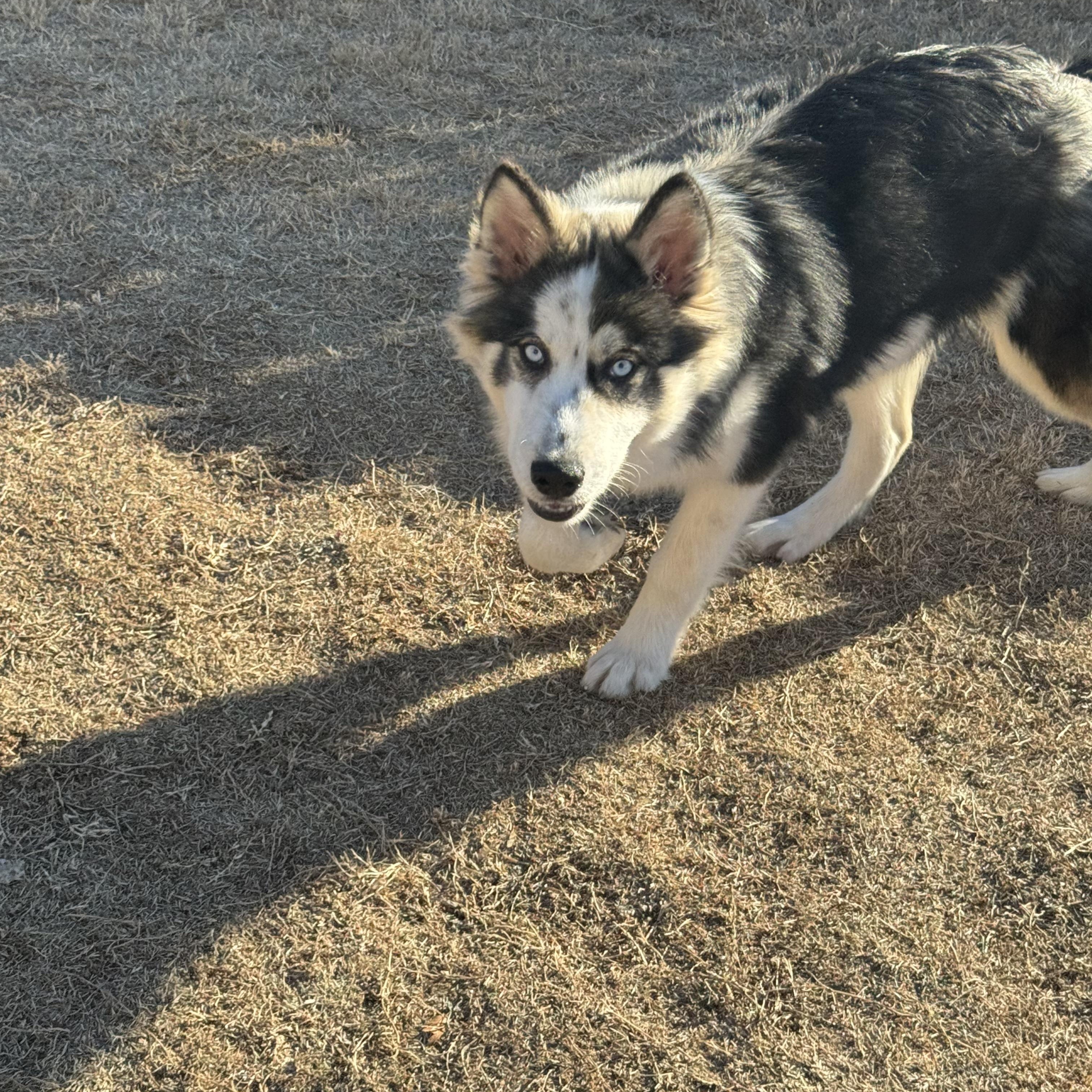 Bear, a ADOPTABLE Siberian Husky in Jasper, GA image 6/6