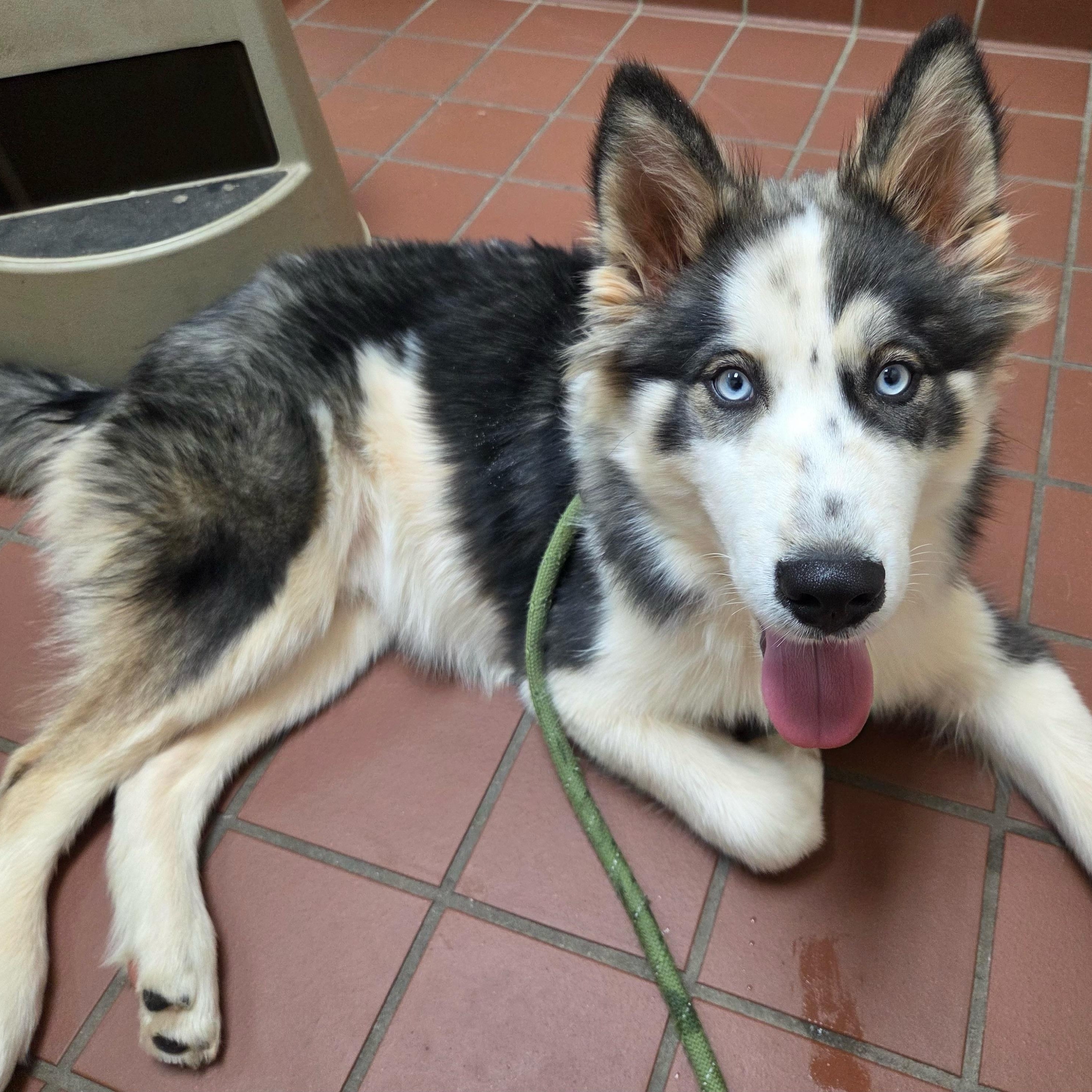 Bear, a ADOPTABLE Siberian Husky in Jasper, GA image 4/6