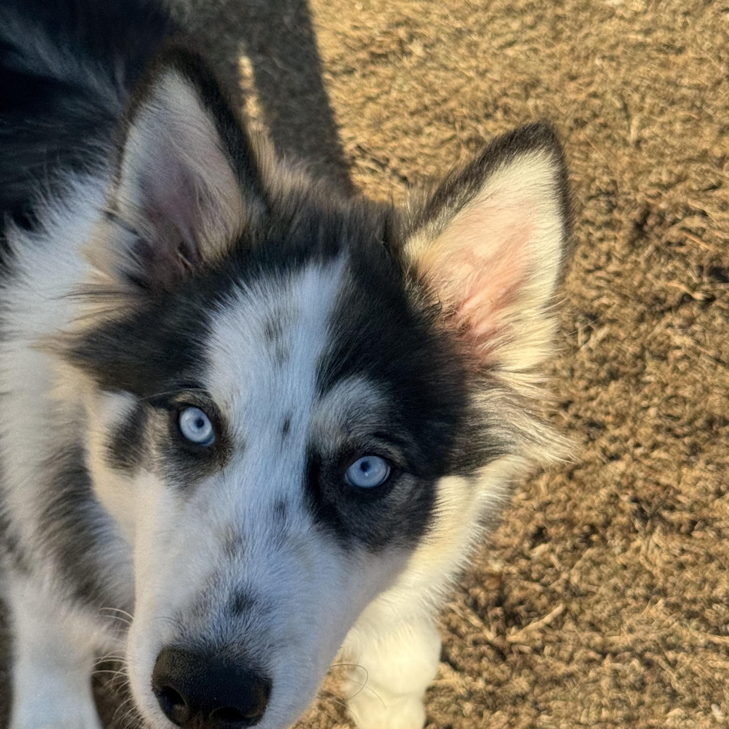 Bear, a ADOPTABLE Siberian Husky in Jasper, GA image 3/6
