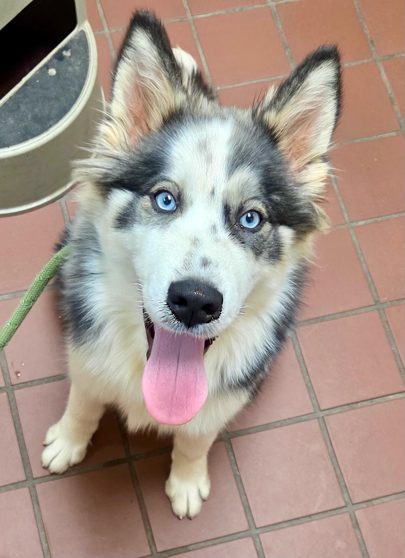 Bear, a ADOPTABLE Siberian Husky in Jasper, GA image 1/6