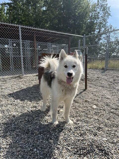 LILLY, Adoptable, Young Female Husky & Alaskan Malamute.