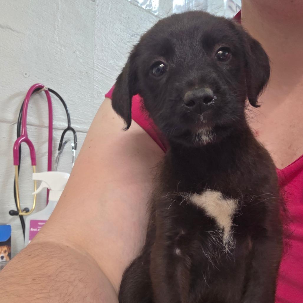 Enlarge Bambi, a Adoptable mixed breed in Clanton, AL image 1/2
