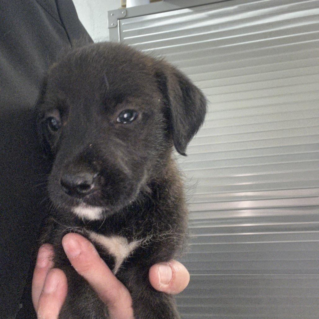 Enlarge Bambi, a Adoptable mixed breed in Clanton, AL image 2/2