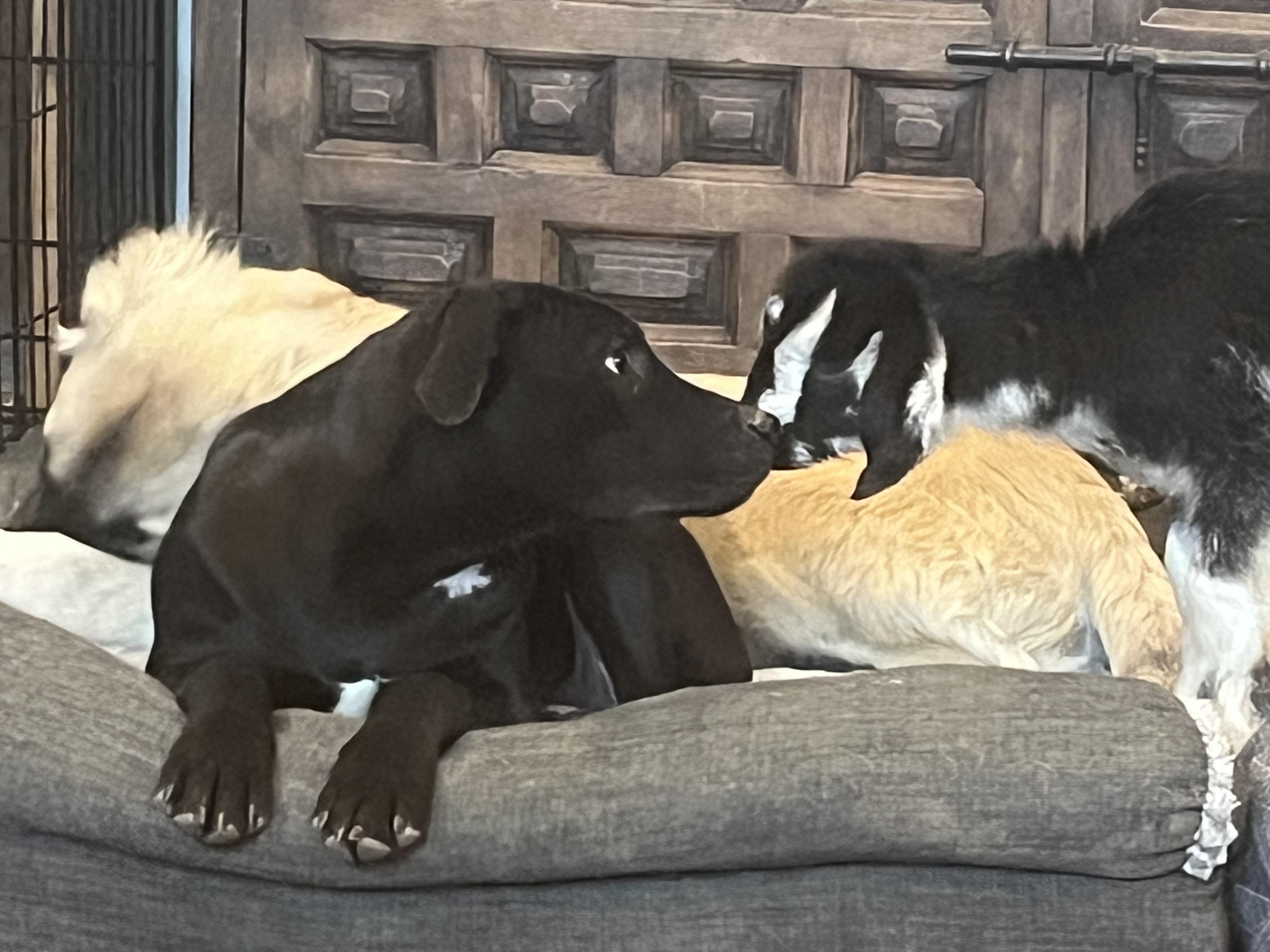 Enlarge Swiss, a Adoptable mixed breed in Longmont, CO image 1/1