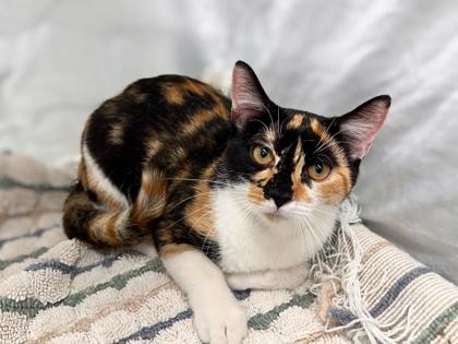 Izumi, Adoptable, Adult Female Domestic Short Hair & Domestic Short Hair.