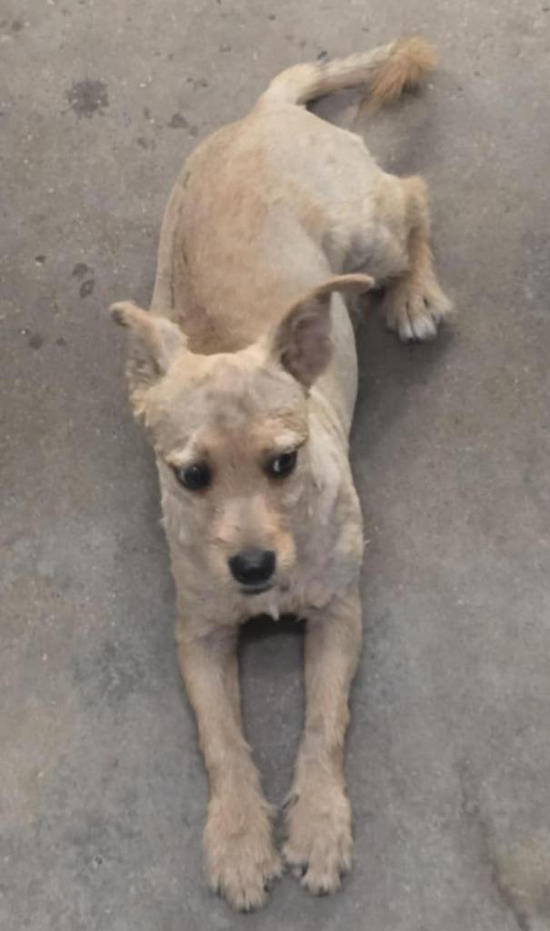 Pookie, Adoptable, Young Male Mixed Breed.