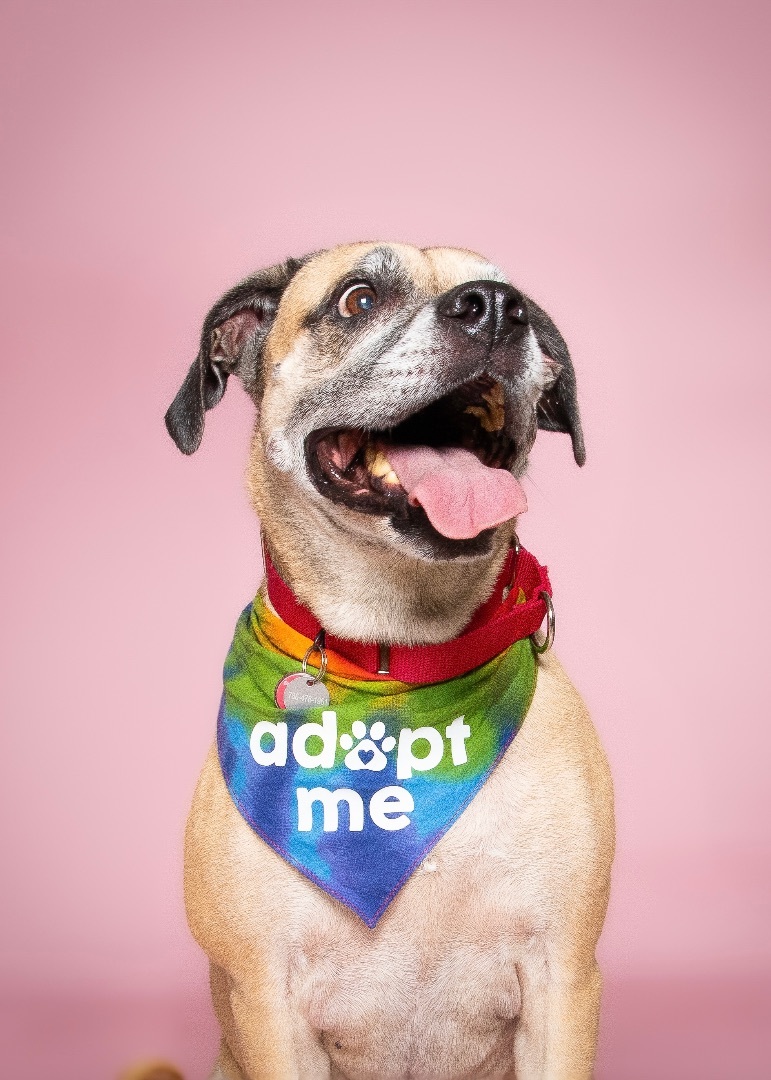Penny, Adoptable, Senior Female Boxer & Mixed Breed.