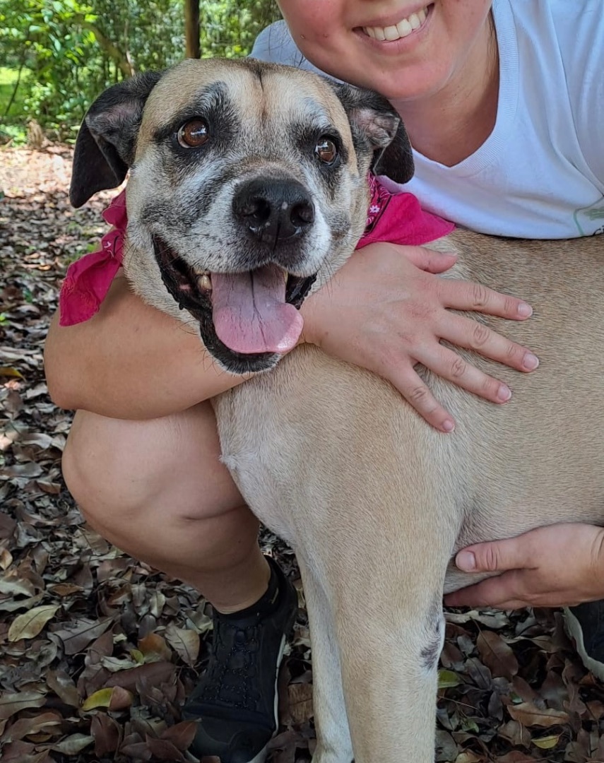 Enlarge Penny, a Adoptable mixed breed in Miami, FL image 2/12