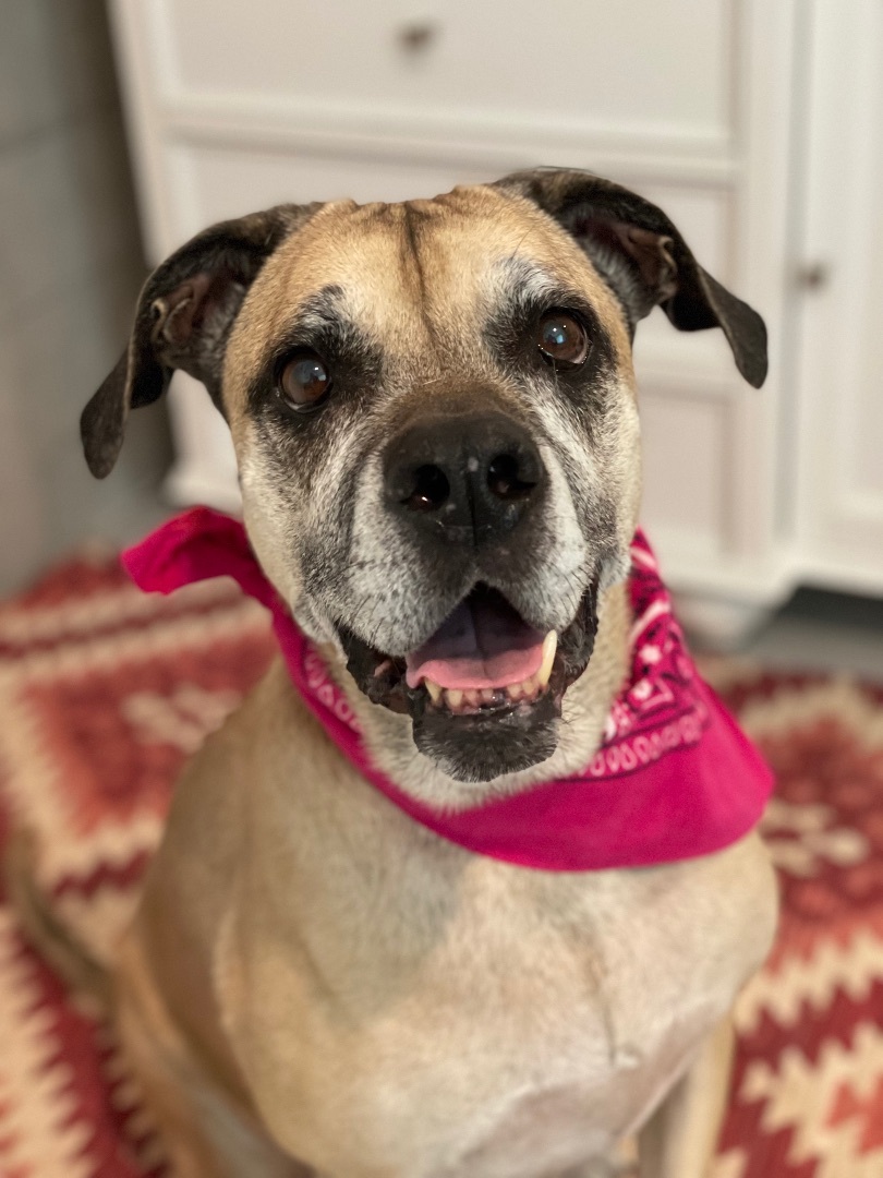 Enlarge Penny, a Adoptable mixed breed in Miami, FL image 3/12