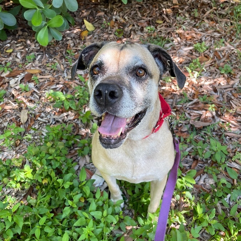 Enlarge Penny, a Adoptable mixed breed in Miami, FL image 5/12