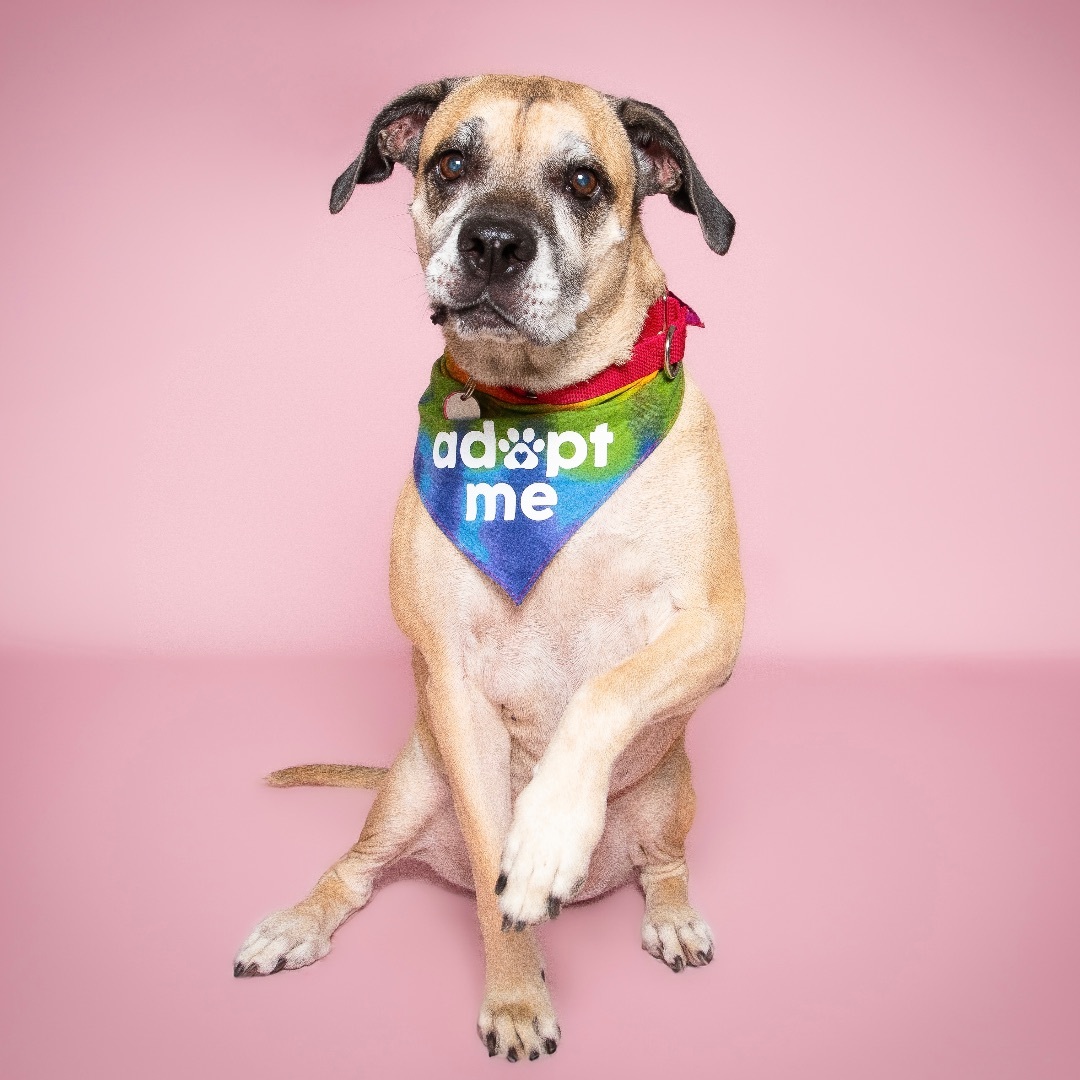 Penny, Adoptable, Senior Female Boxer & Mixed Breed.