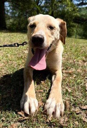 Coosa, a Adoptable mixed breed in Attalla, AL image 1/3