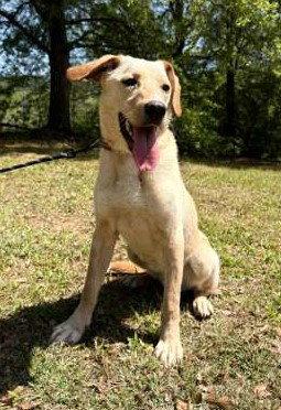 Coosa, a Adoptable mixed breed in Attalla, AL image 2/3