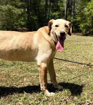 Coosa, a Adoptable mixed breed in Attalla, AL image 3/3