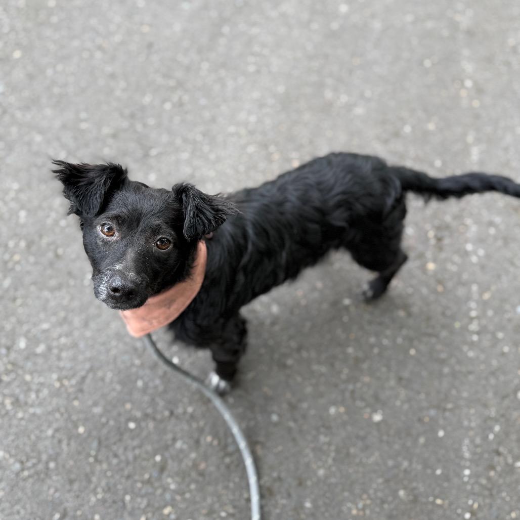 Skeeter, a Adoptable mixed breed in Newberg, OR image 1/6