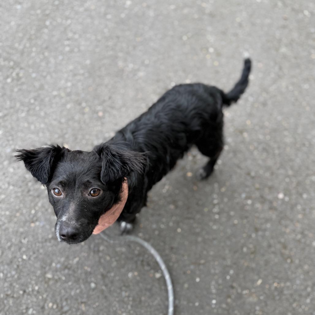 Skeeter, a Adoptable mixed breed in Newberg, OR image 2/6
