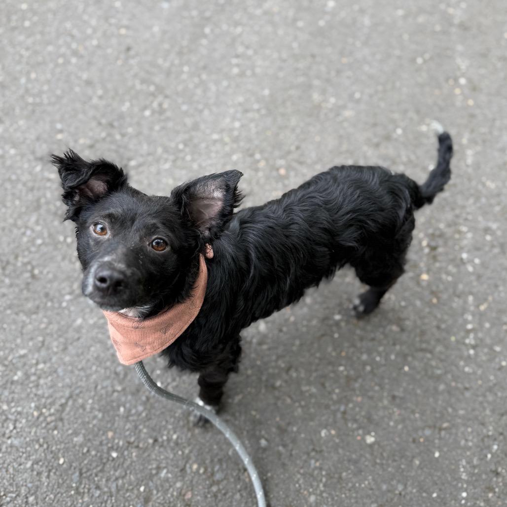 Skeeter, a Adoptable mixed breed in Newberg, OR image 3/6