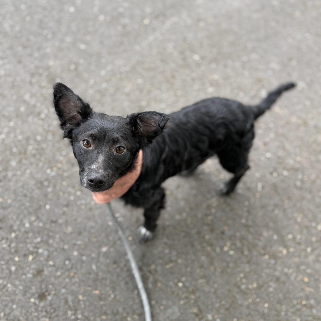Skeeter, a Adoptable mixed breed in Newberg, OR image 4/6