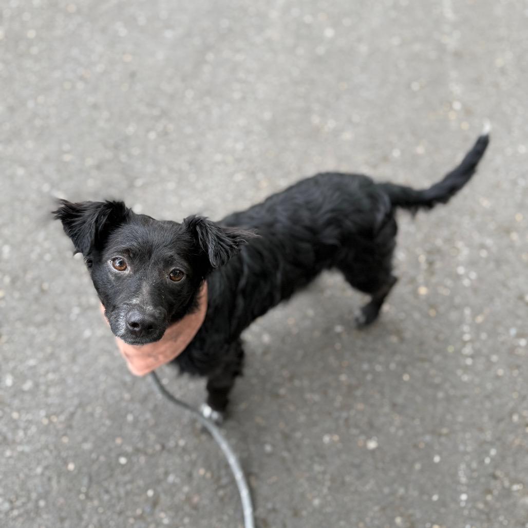 Skeeter, a Adoptable mixed breed in Newberg, OR image 5/6
