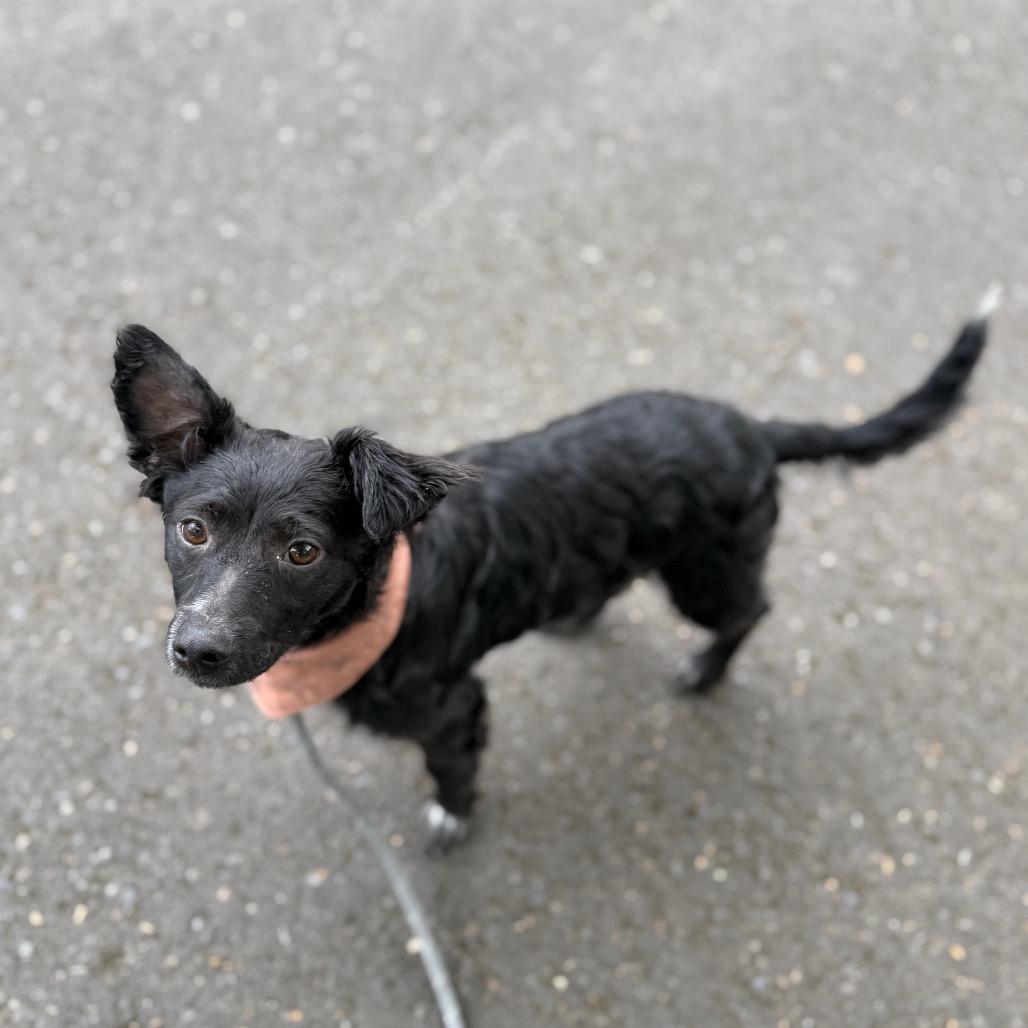 Skeeter, a Adoptable mixed breed in Newberg, OR image 6/6