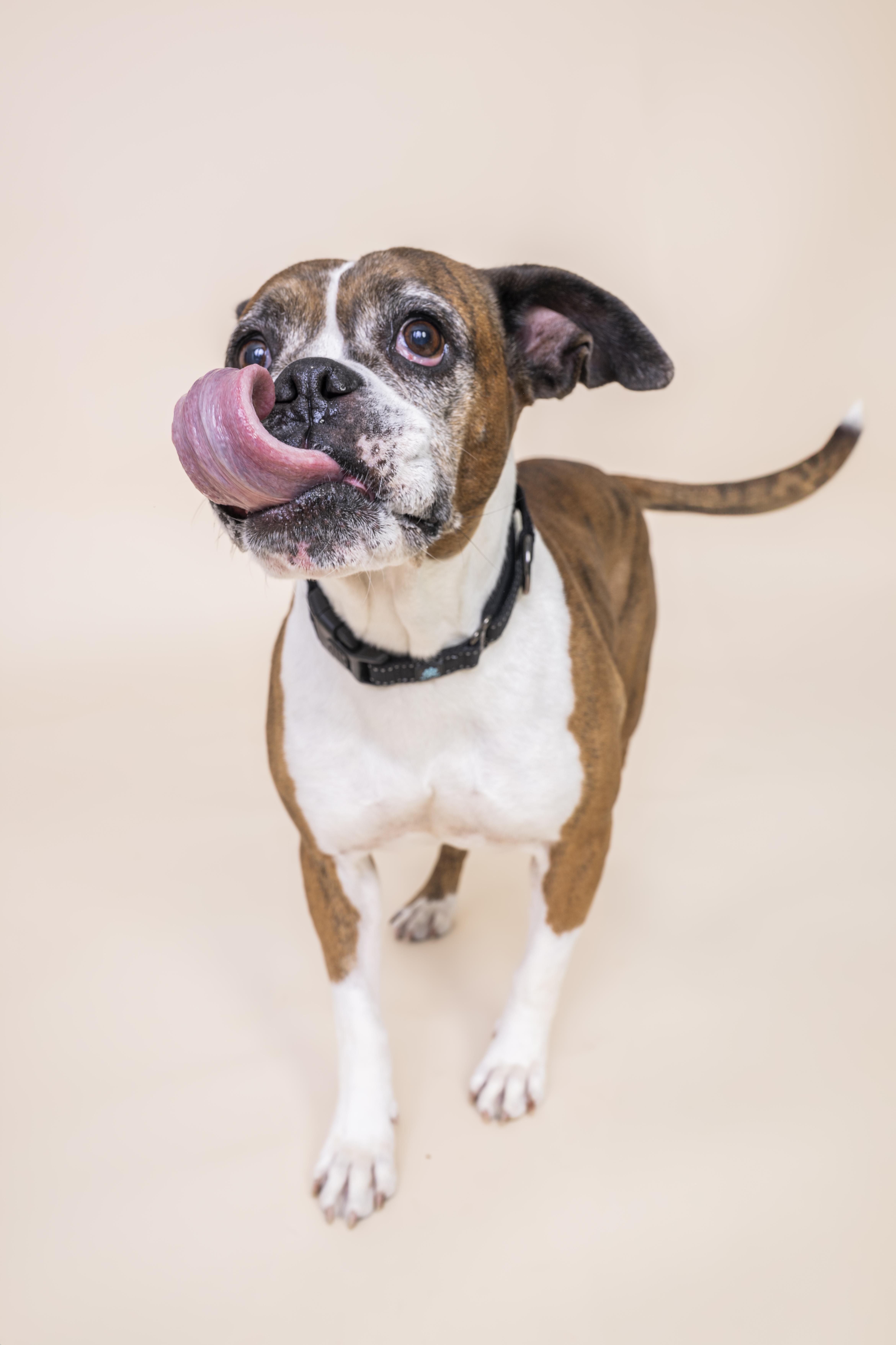 Enlarge Bonnie, an adopted Boxer in Scottsdale, AZ image 1/5