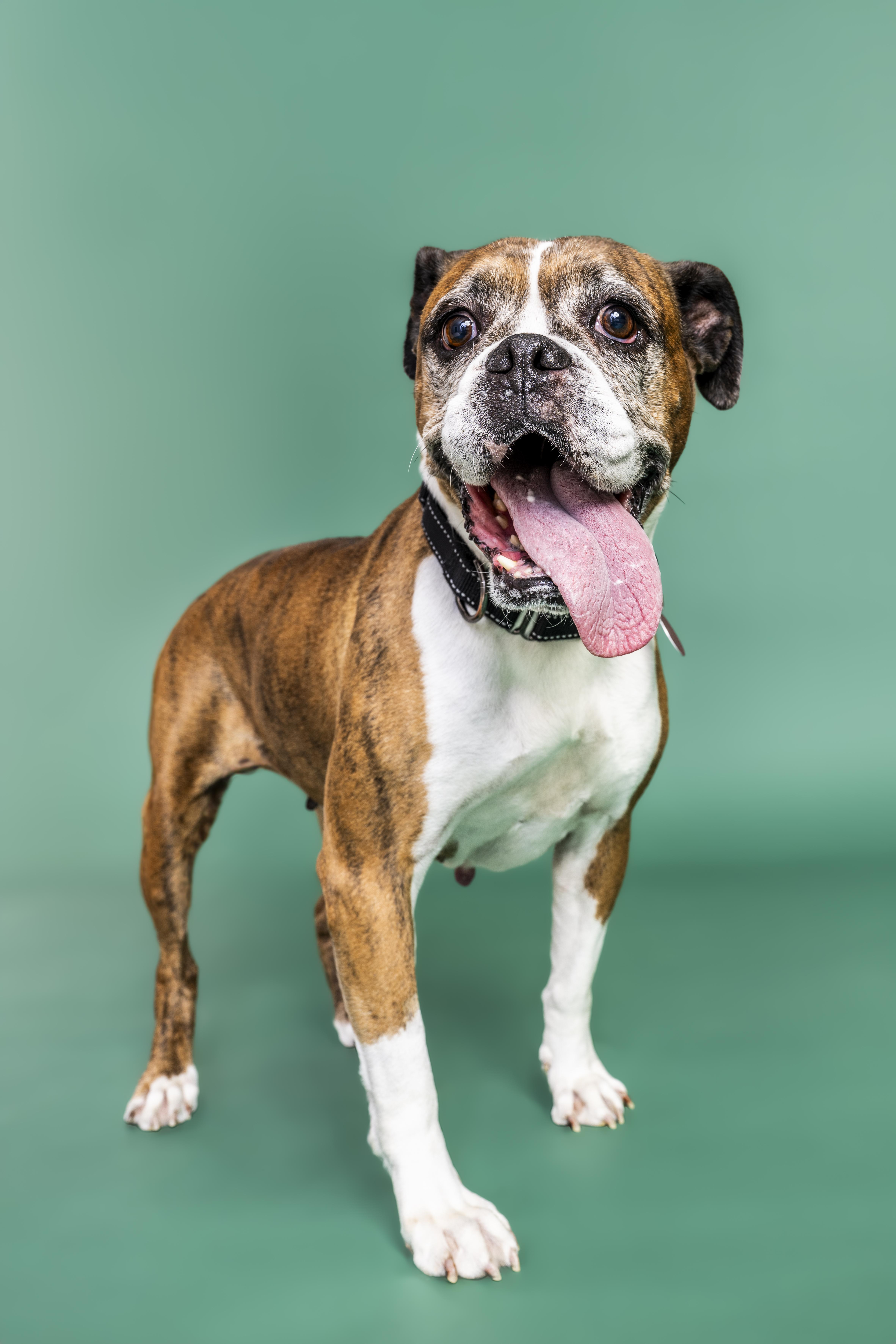 Enlarge Bonnie, an adopted Boxer in Scottsdale, AZ image 2/5