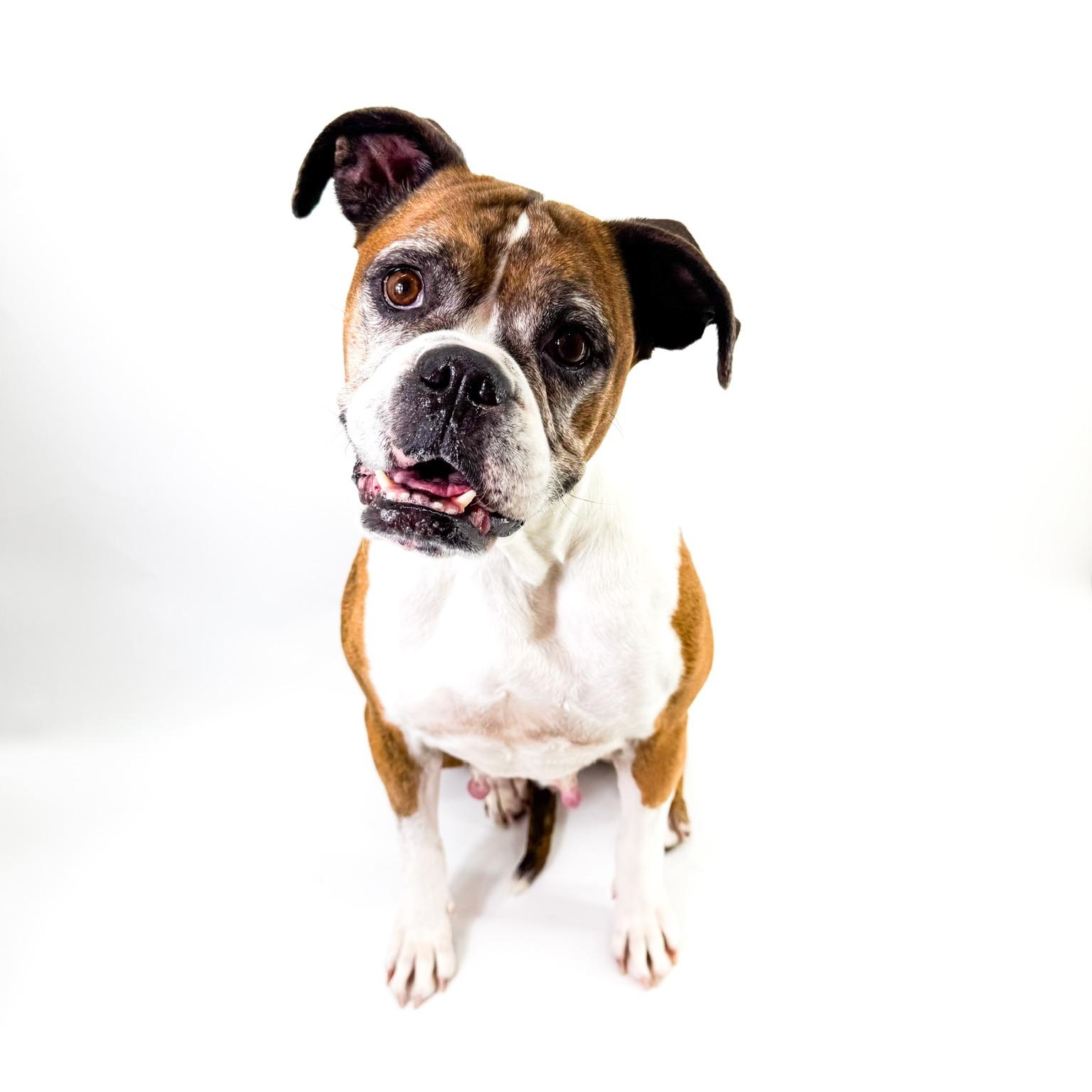 Enlarge Bonnie, an adopted Boxer in Scottsdale, AZ image 4/5