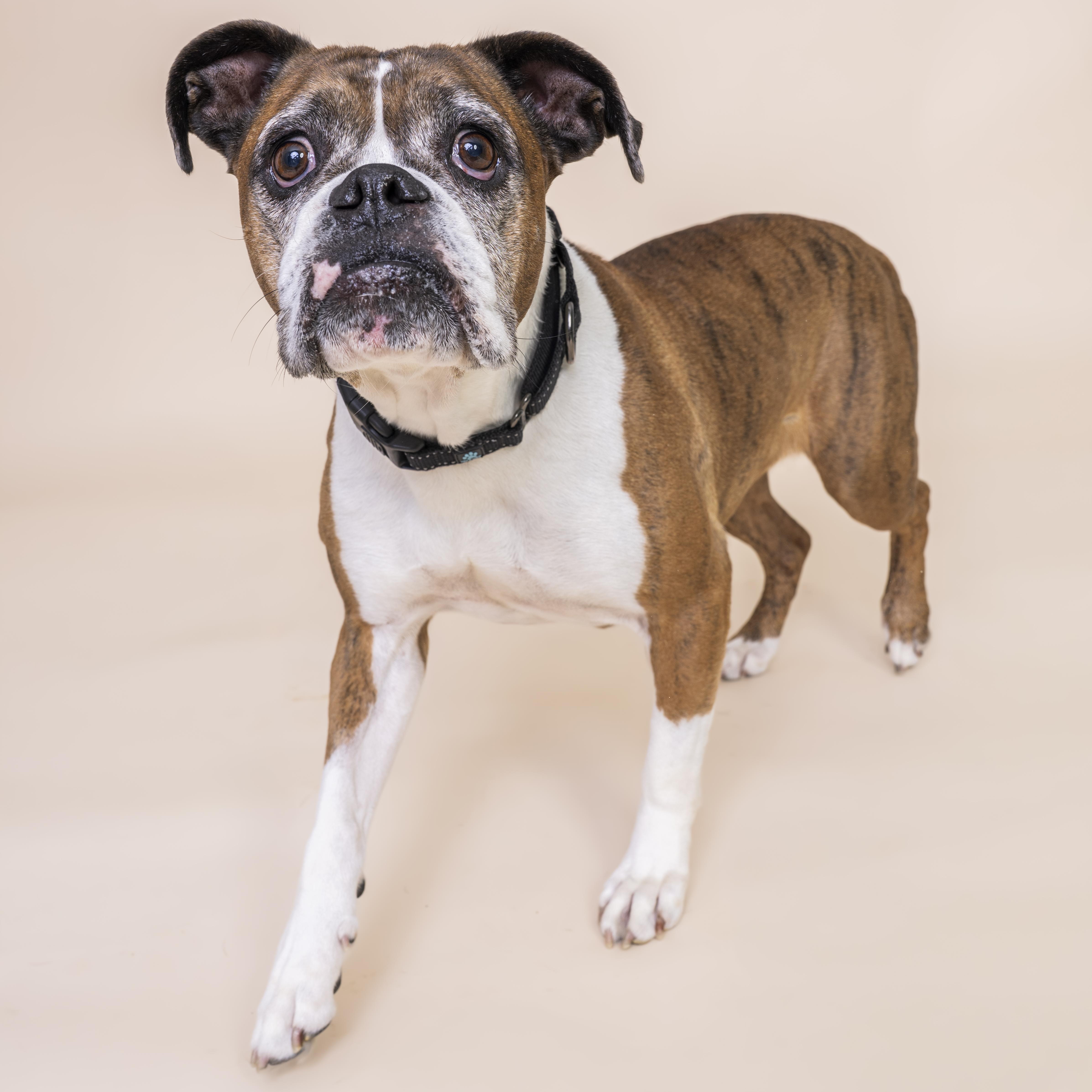 Enlarge Bonnie, an adopted Boxer in Scottsdale, AZ image 5/5