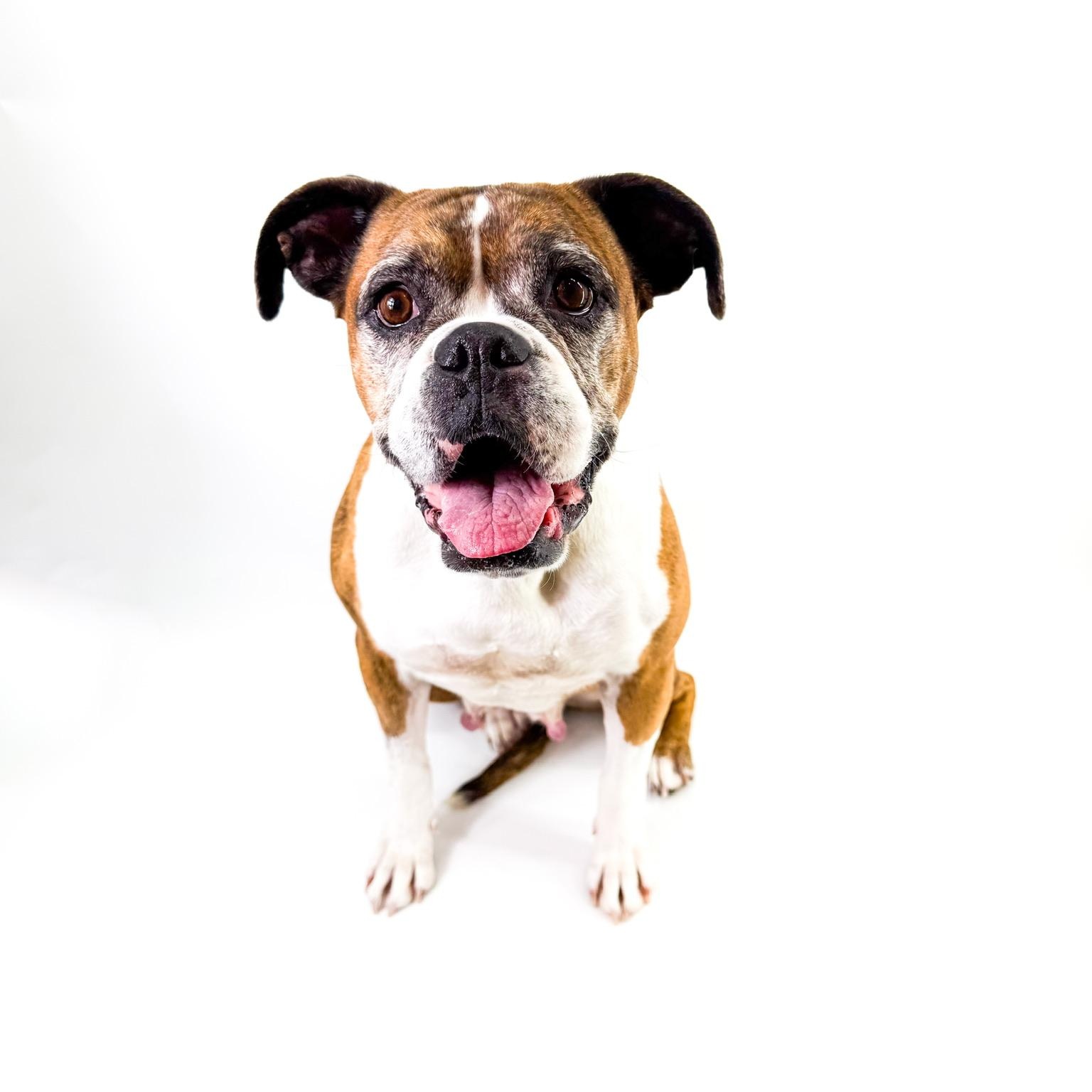 Enlarge Bonnie, an adopted Boxer in Scottsdale, AZ image 3/5
