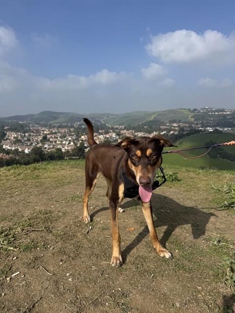 VEX - ADOPTION PENDING, Adoptable, Young Male Doberman Pinscher & Mixed Breed.