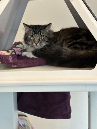 Enlarge Caroline, a Adoptable mixed breed in Roseville, CA image 2/3