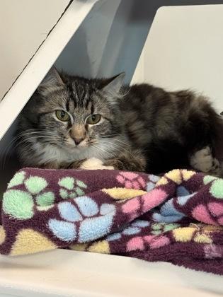 Enlarge Caroline, a Adoptable mixed breed in Roseville, CA image 3/3