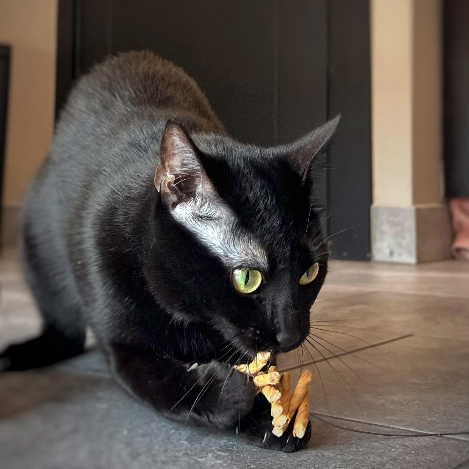 Enlarge Gigi, a ADOPTABLE Domestic Short Hair in Chicago, IL image 5/6