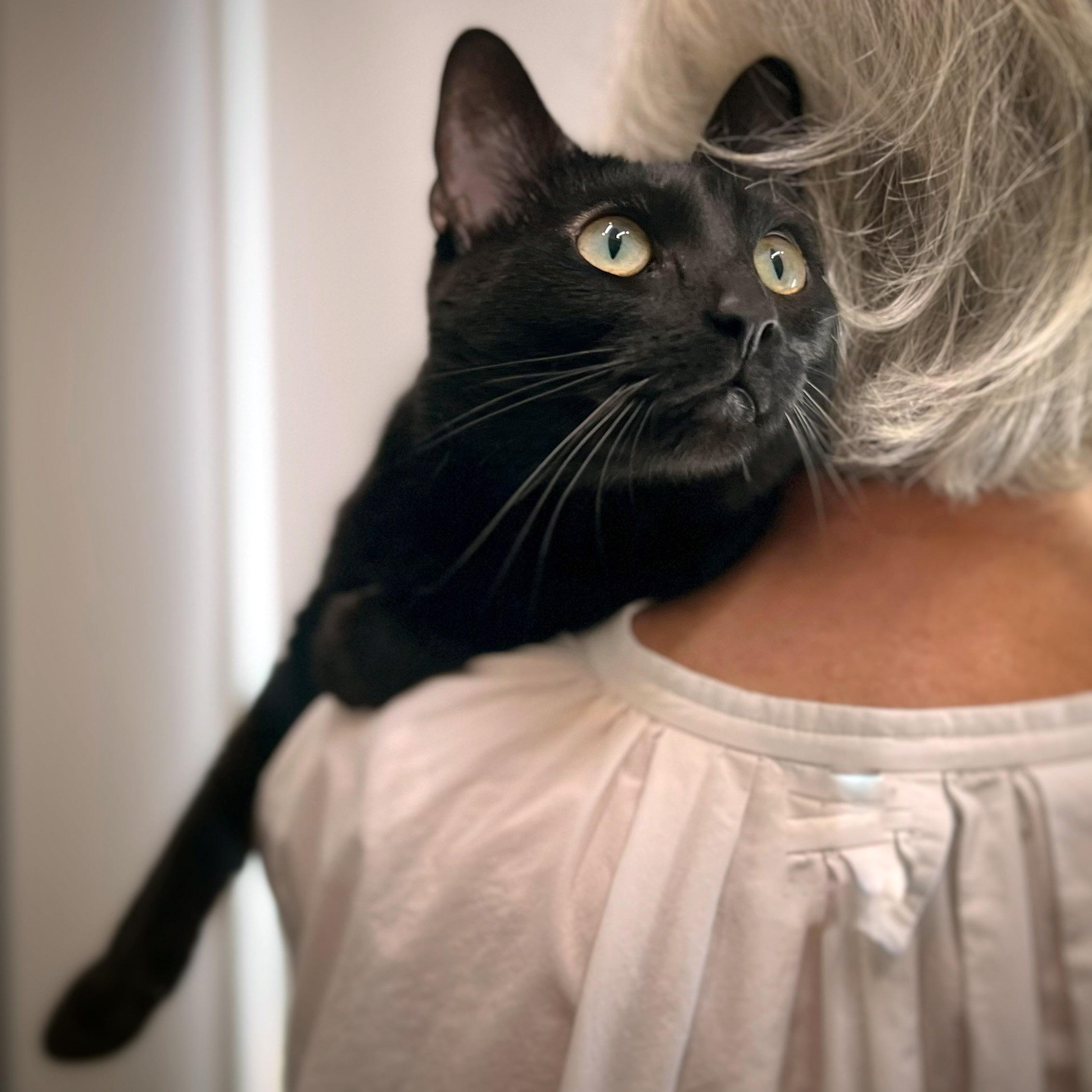 Enlarge Gigi, a ADOPTABLE Domestic Short Hair in Chicago, IL image 2/6