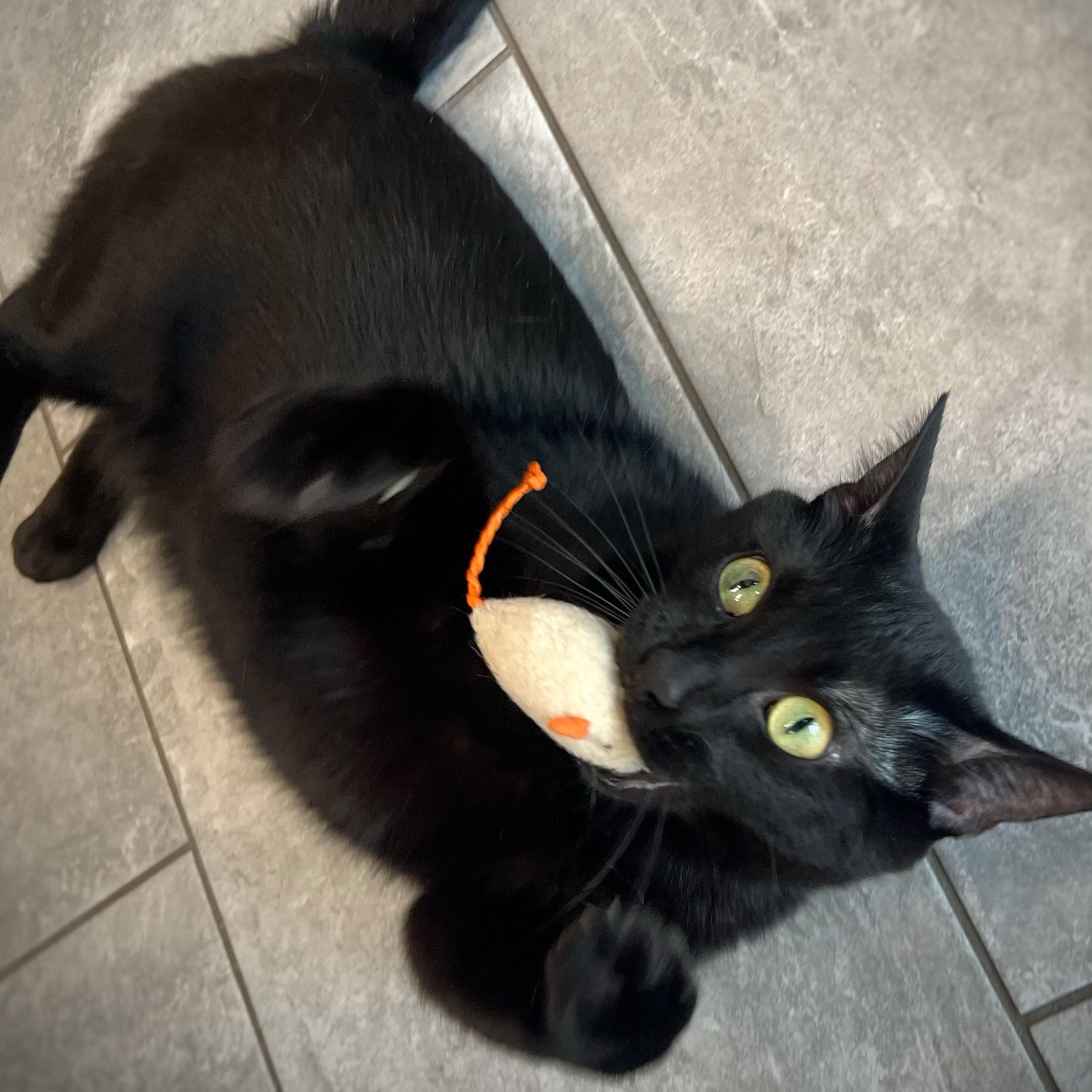 Enlarge Gigi, a ADOPTABLE Domestic Short Hair in Chicago, IL image 4/6