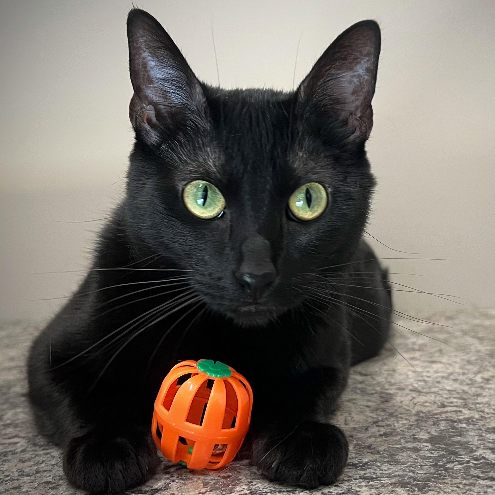 Gigi, ADOPTABLE, Adult Female Domestic Short Hair.
