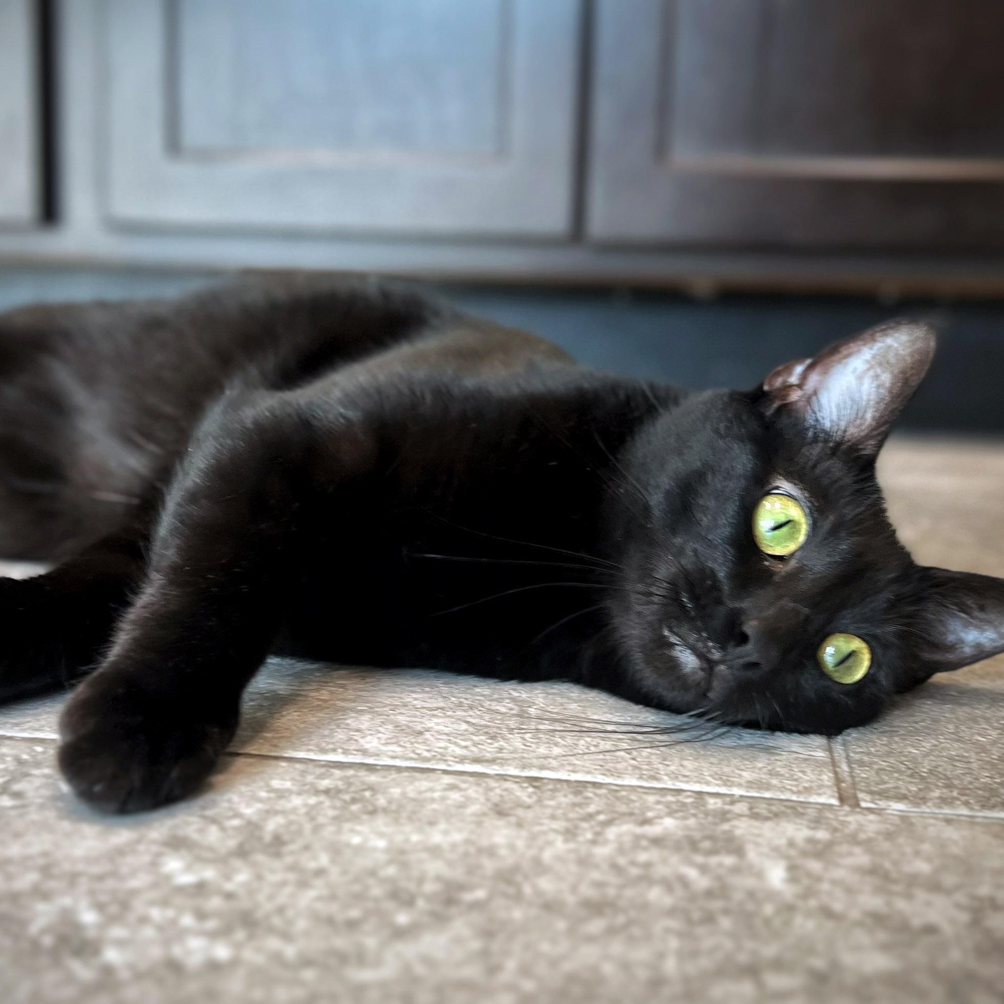 Enlarge Gigi, a ADOPTABLE Domestic Short Hair in Chicago, IL image 6/6