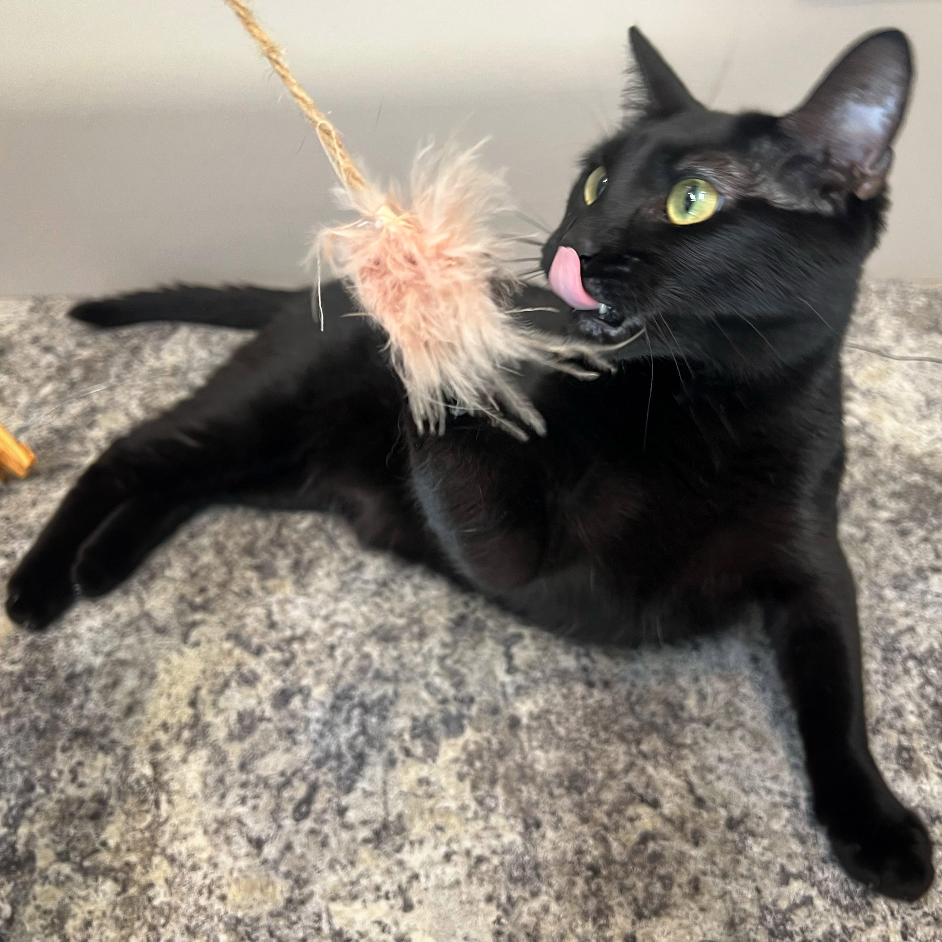 Enlarge Gigi, a ADOPTABLE Domestic Short Hair in Chicago, IL image 3/6
